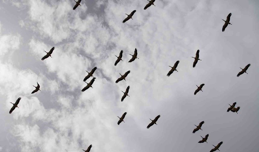 Göç yolculuğunu tamamlayan leylekler, martılarla aynı alanda buluştu