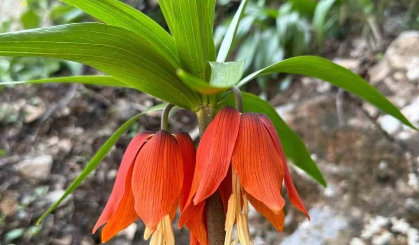 Hakkari'de ters laleler çiçek açtı