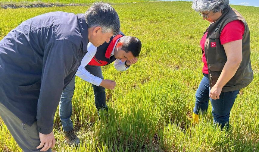 Hububat ta görülen süne ve diğer zararlılara karşı kontroller başladı