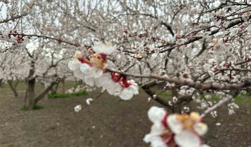 Kars'ta kayısı bahçeleri beyaza büründü: Bereketli sezon umudu