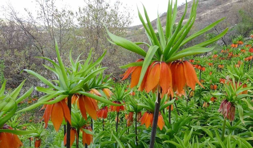 Malatya'da ters laleler doğayı renklendirdi