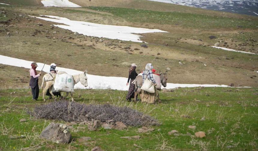 Muş'ta çiriş otu köylülerin geçim kaynağı oldu