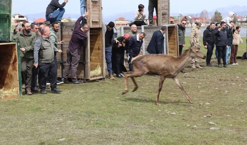 Ordu'da doğaya 16 kızıl geyik salındı