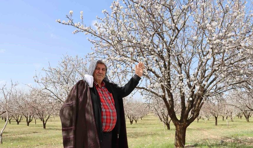 Şanlıurfa badem üretiminde Adıyaman ile yarışıyor