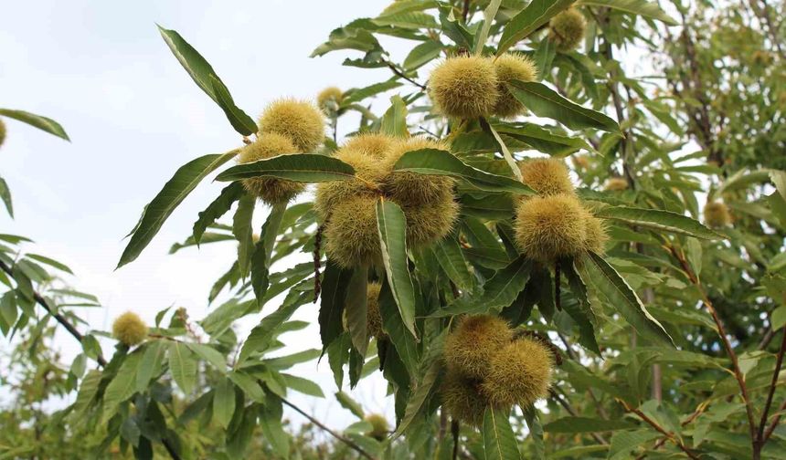 Sinop kestanesi tehlikede: Gal arısı üretimi ve arıcılığı vuruyor