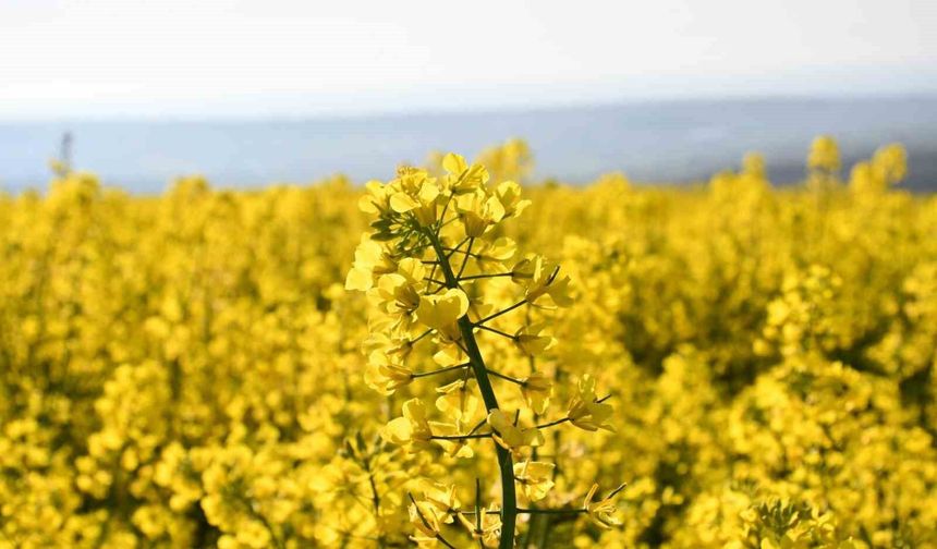 Tekirdağ sarıya büründü: Kanola tarlaları kartpostallık manzaralar oluşturdu
