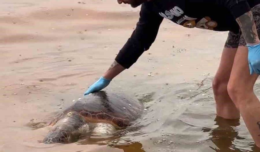 Tekirdağ'da ölü caretta caretta kıyıya vurdu