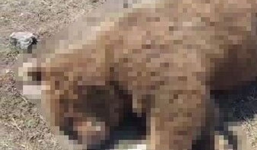 TIR'ın çarptığı boz ayı telef oldu