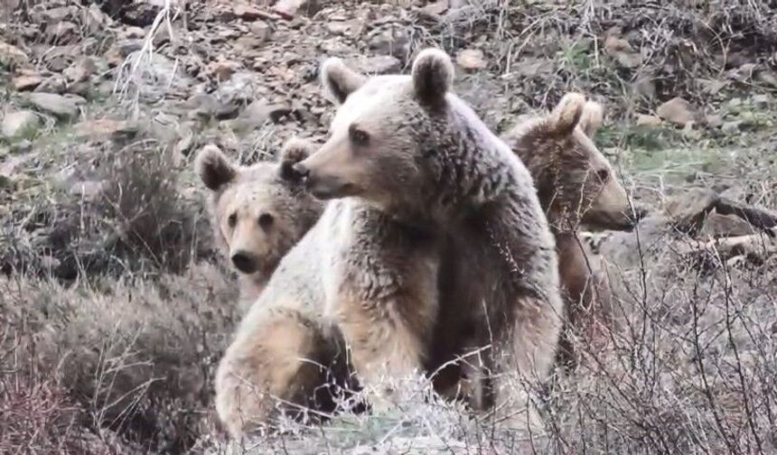 Tunceli'de anne ayı ve yavruları görüntülendi
