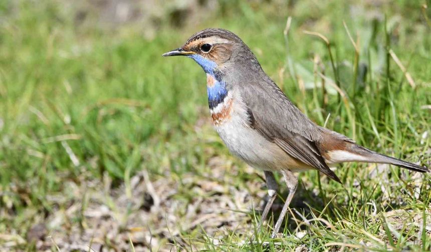 Van Gölü havzası göçmen kuşlarla renklendi