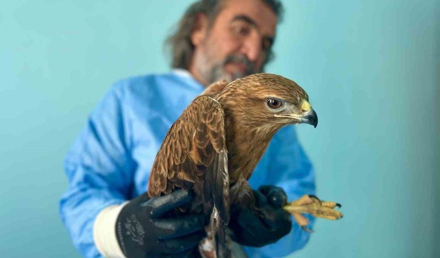 Van Gölü Havzası'ndaki yaban hayatı emin ellerde