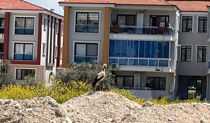 Yatağan'ı leylekler mesken tuttu