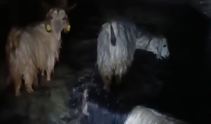 Yüksekova'da ahırları su bastı: Mahsur kalan hayvanlar kurtarıldı