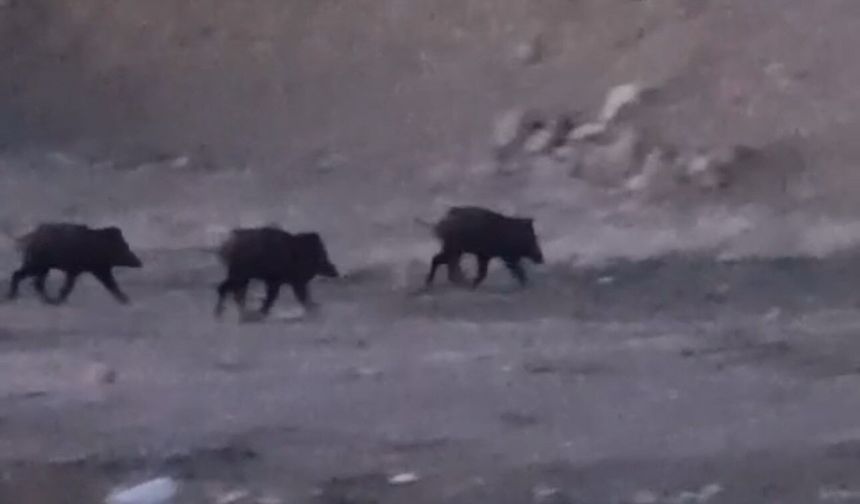 Yüksekova'da domuz sürüsü görüntülendi