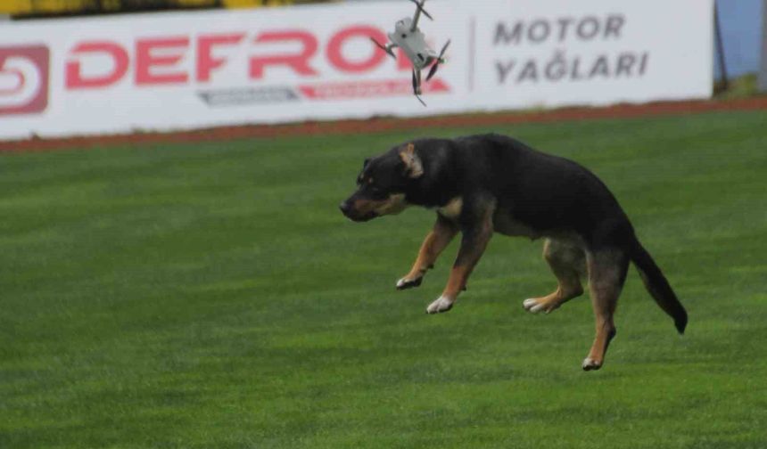 19 Mayıs kutlamalarında tehlikeli anlar: Stada giren başıboş köpek, dronu böyle düşürdü
