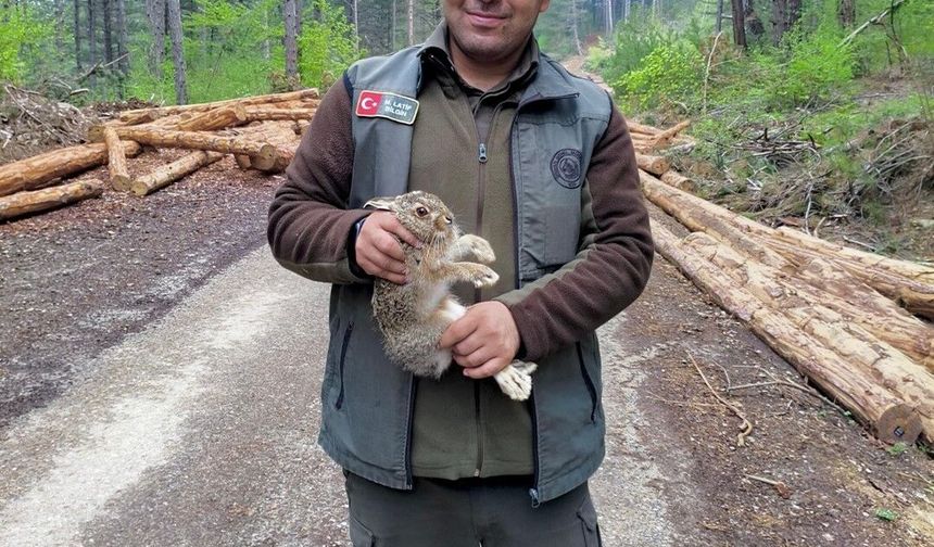Bolu'da tomrukların arasına sıkışan yavru tavşanı ormancılar kurtardı