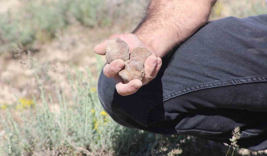 'Dolaman kurdu' günde 60 bin liralık mantar buluyor