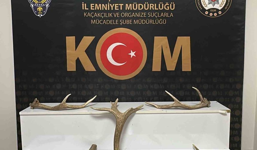 Kırşehir'de iş yerinde kızıl geyik boynuzu ele geçirildi