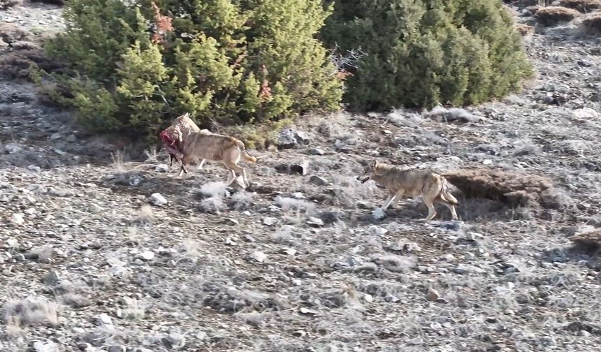 Kurt sürüsünün av taşıdığı anlar kamerada