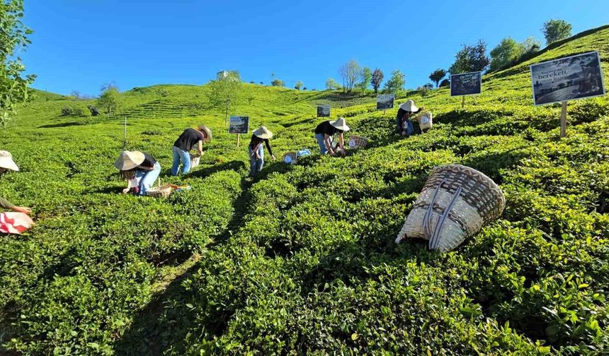 Rize'de çay sezonu karşılama programı düzenlendi