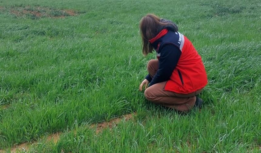 Uşak İl Tarım ve Orman Müdürlüğü ekiplerince sarı pas hastalığına karşı üreticileri bilgilendirdi