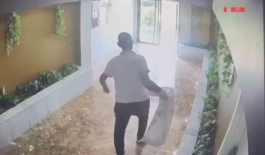 Yavru kedileri kaybolan kadın güvenlik kameralarını izleyince gözlerine inanamadı