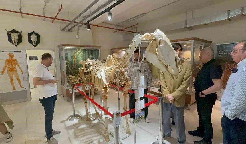 34 bin hayvanın sergilendiği Zooloji Müzesi açıldı