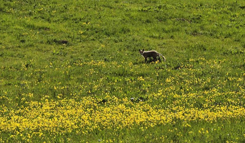 Ahlat kırsalında yiyecek arayan tilki görüntülendi