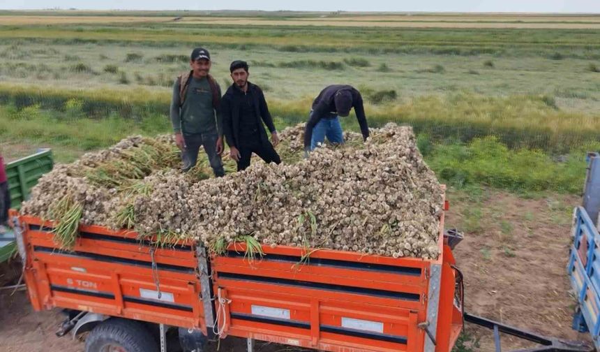 Aksaray'ın ata tohumundan yetiştirilen organik sarımsakların hasadı başladı