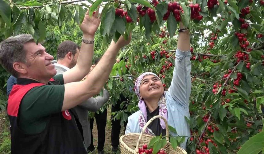 Amasya'da dalları kiraz bastı, bu yıl 50 bin ton rekolte bekleniyor
