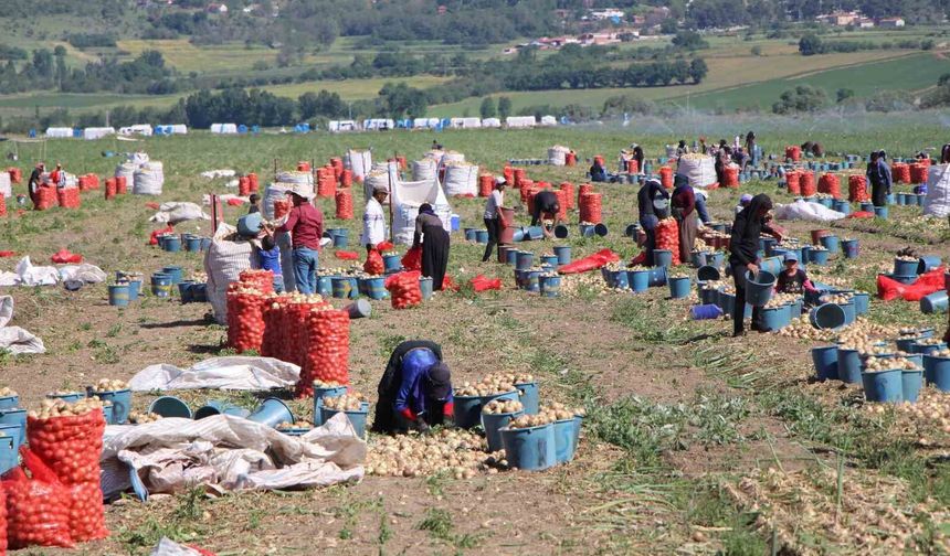 Amasya'da soğan hasadı başladı: Tarlada kilosu 12-25 TL arasında