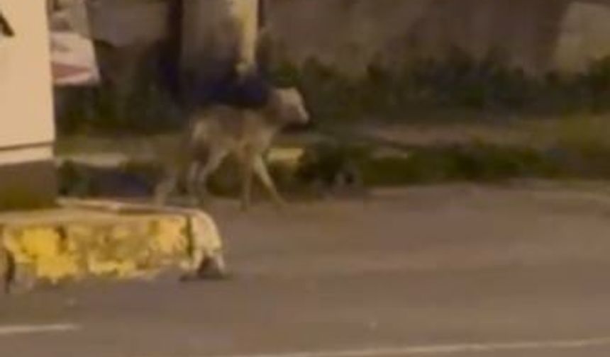 Ardahan'da gece şehre inen tilki kamerada