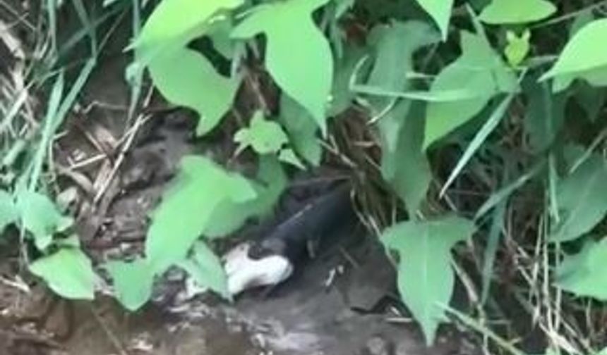 Artvin'de yılanın balık avı kamerada