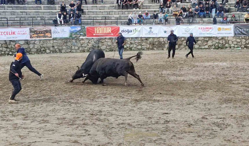 Ayder'de boğa güreşleri sağanak yağışa rağmen heyecanlı başladı