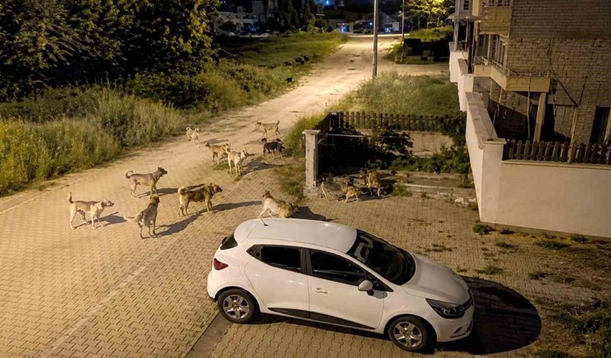Bolu'da köpek sürüsü tedirginliği