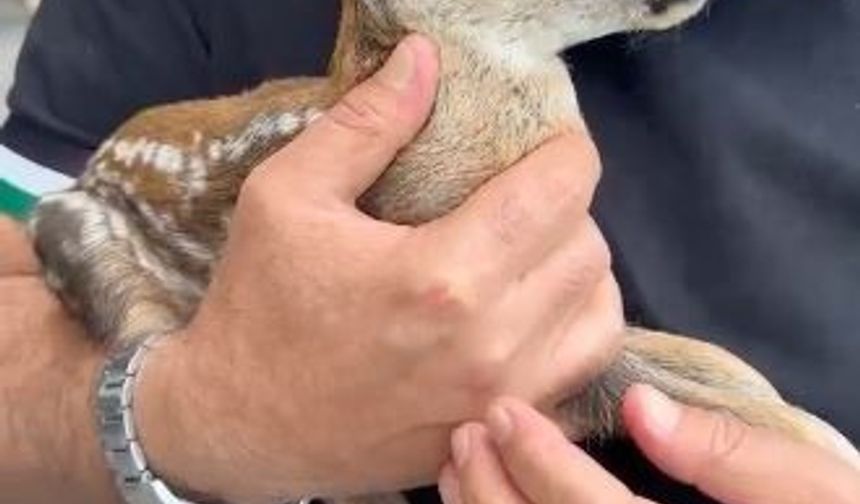 Çay bahçesinde bulunan yavru karaca doğraya bırakıldı