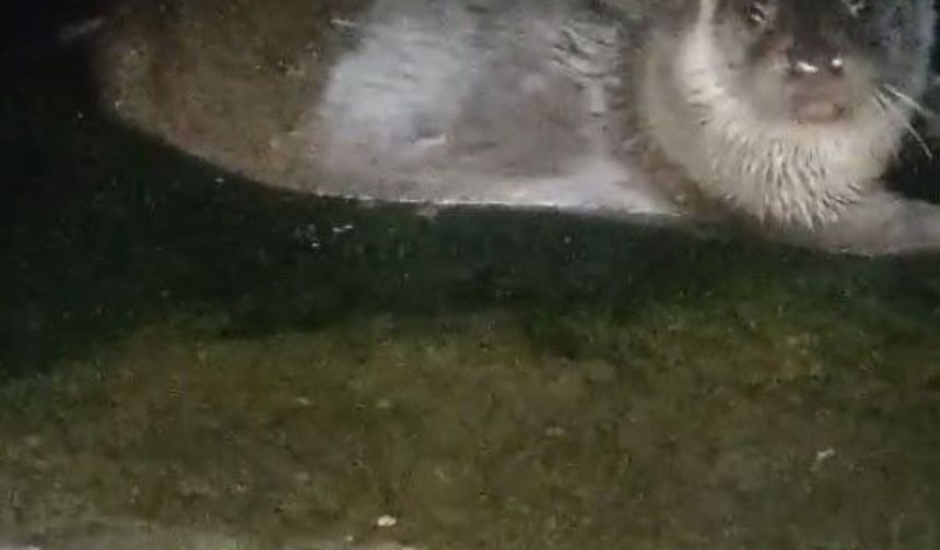 Denizden çıkıp balık yediler, yeniden kayboldular