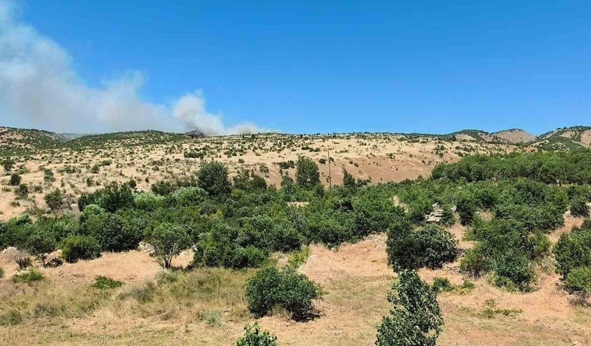 Dicle'de ağaçlık alanda yangın
