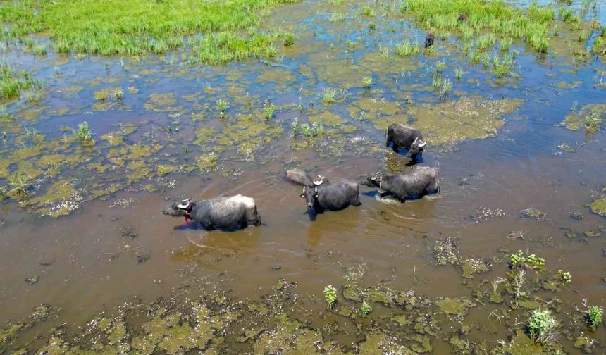 Eber Gölü'nde oluşan manzara Serengeti Parkı'nı aratmadı