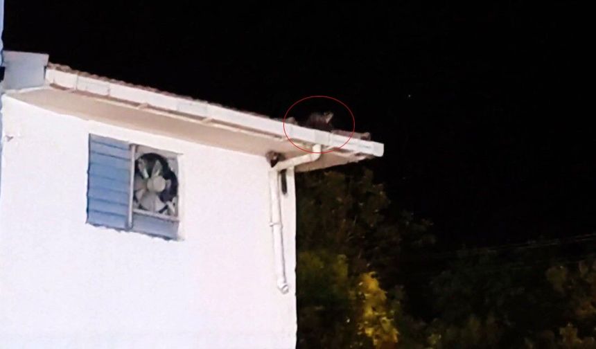 Gercüş'te iki sansarın trafo üzerindeki oyunu kameraya takıldı