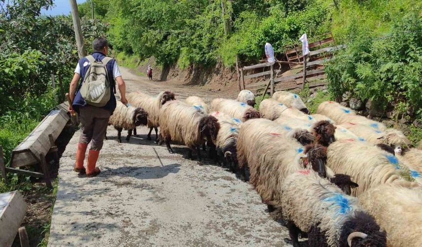 Giresun'da yayla göçü başladı
