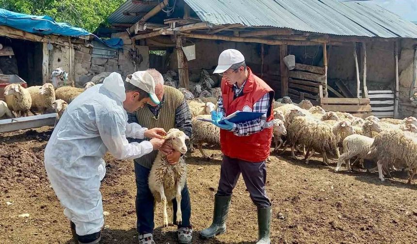 'Halk Elinde Küçükbaş Hayvan Islahı Projesi'nde doğan kuzular tespit edildi