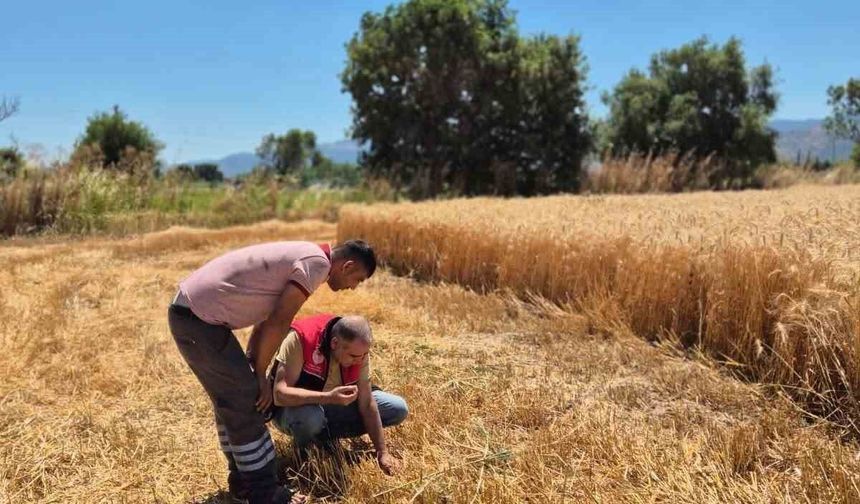 Havran'da hububat hasat kontrolleri yapılıyor