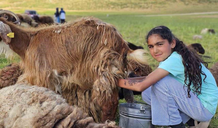 Muş'ta yayla mesaisi başladı: Lezzetli sütün sırrı dağlarda saklı