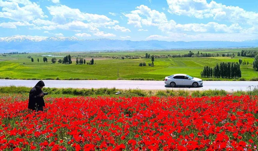 Muş'taki doğal gelincik tarlası vatandaşların ilgi odağı oldu
