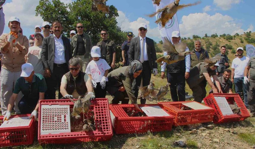 Ölümcül kenelere karşı binlerce kınalı keklik