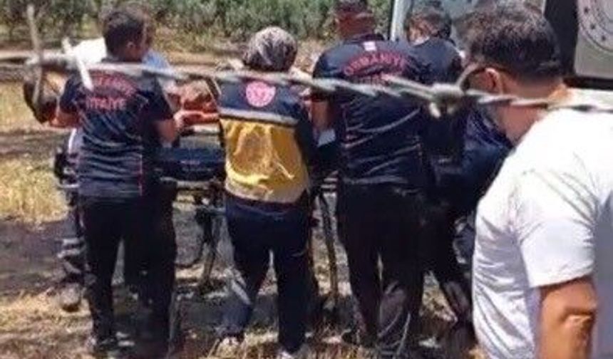 Osmaniye'de anız yangını meyve bahçelerine sıçradı: 1 kişi hastanelik oldu