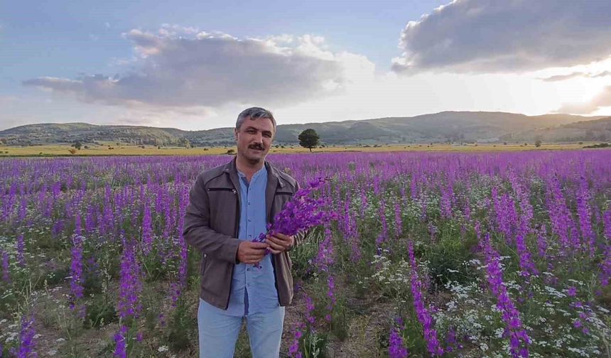 Tarlalar mora boyandı, çiçekler resim tablosunu andırdı