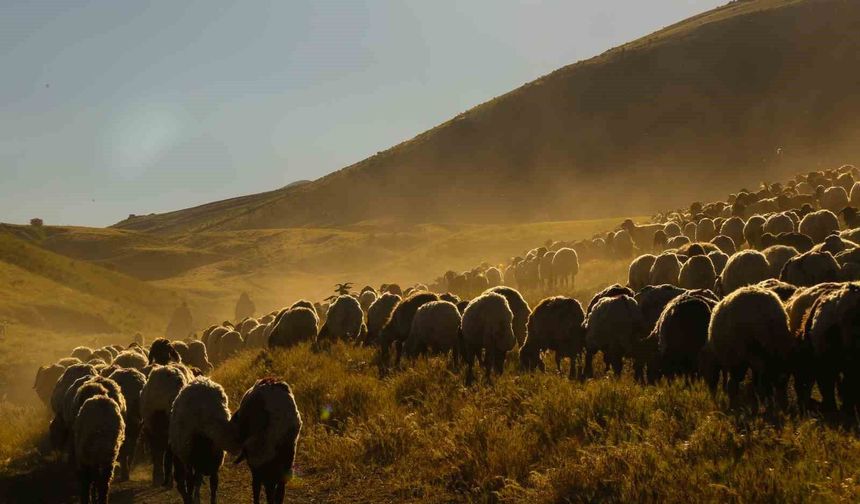 Tatvan'da sürülerin tozlu yayla yolculuğu eşsiz manzaralar oluşturdu