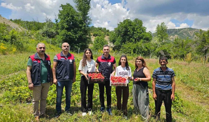 Tunceli'de kadın üreticilerin çilek hasadı yüz güldürdü